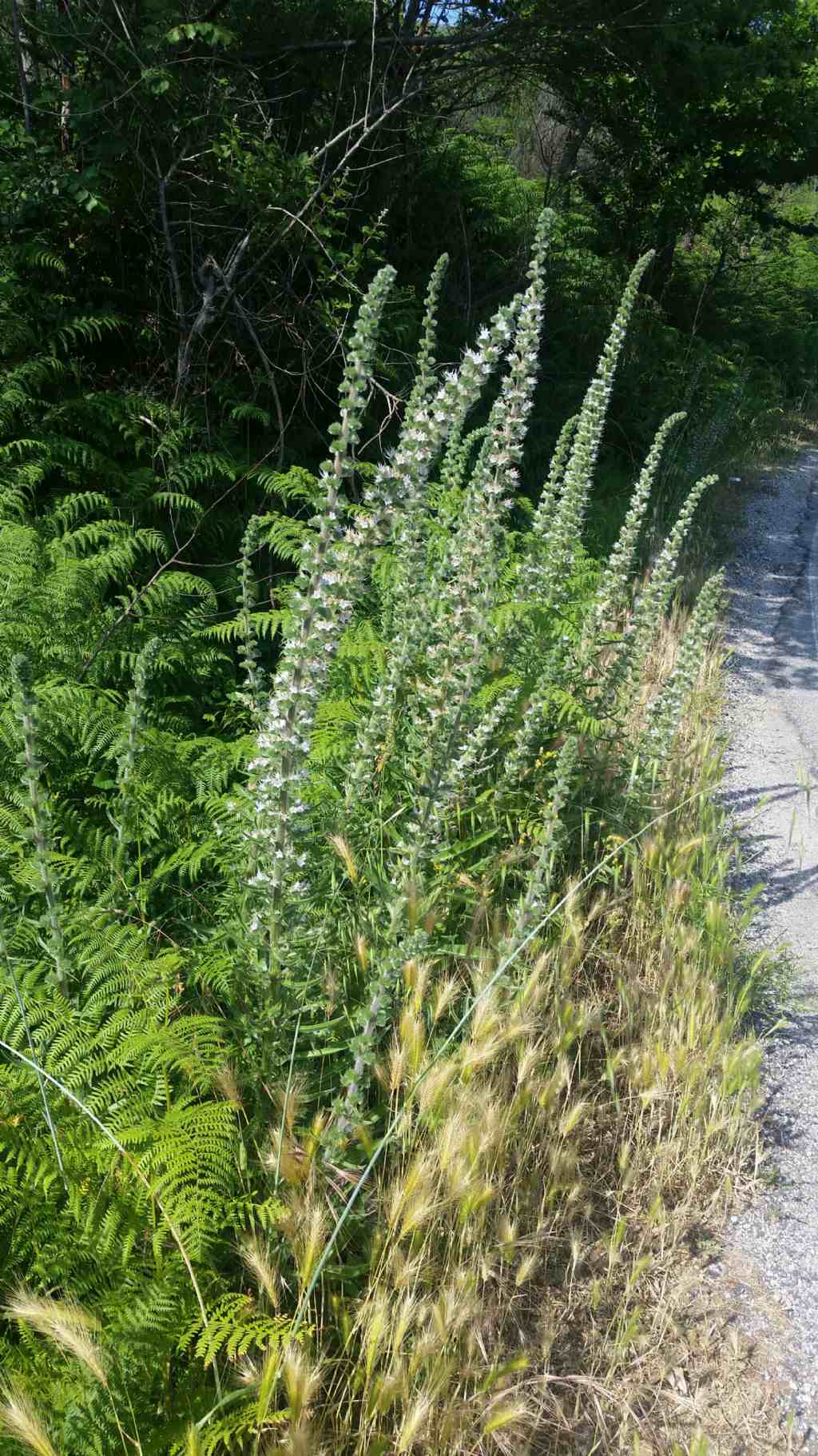 Echium italicum (Boraginaceae)